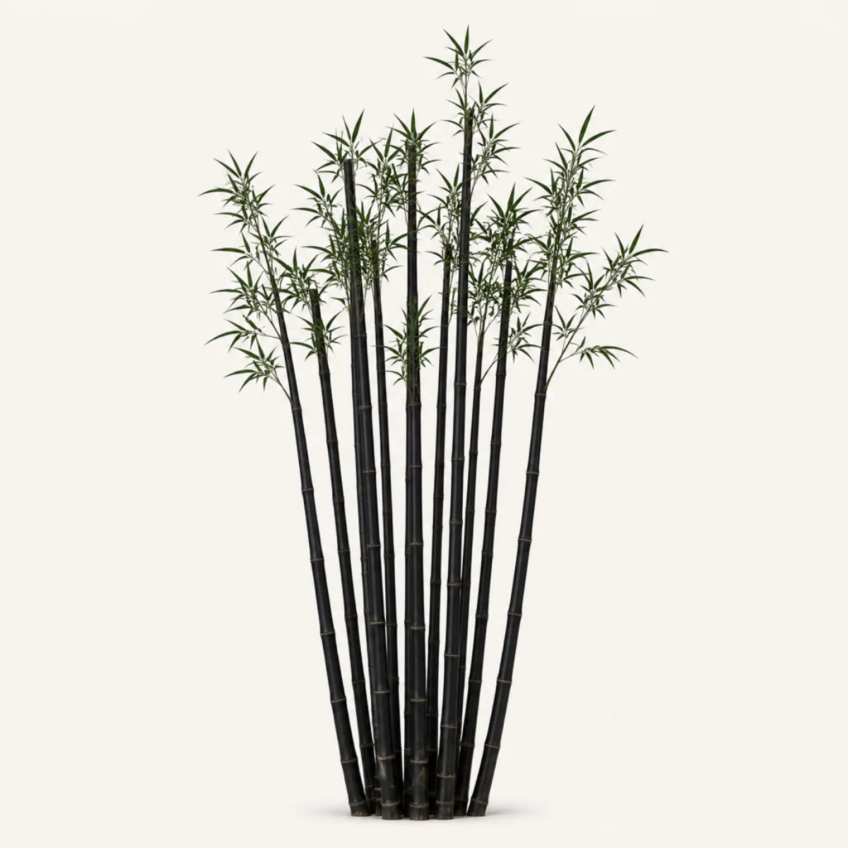 Bamboo look, the real-world character this definition is written to capture