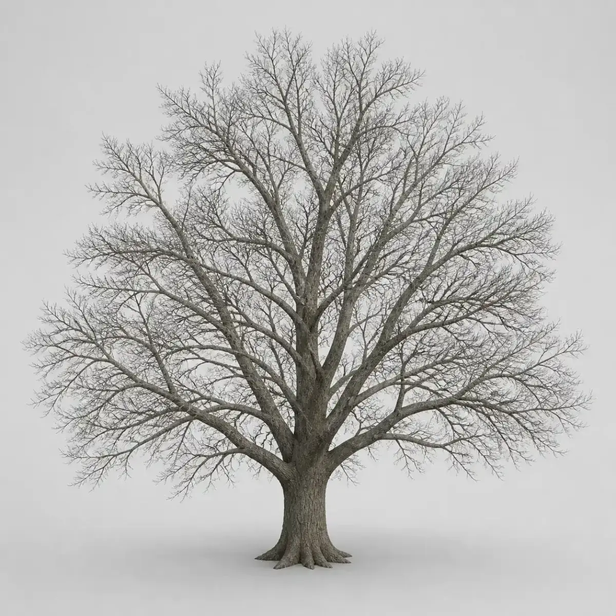 Bare broadleaf 2, the real-world character this definition is written to capture