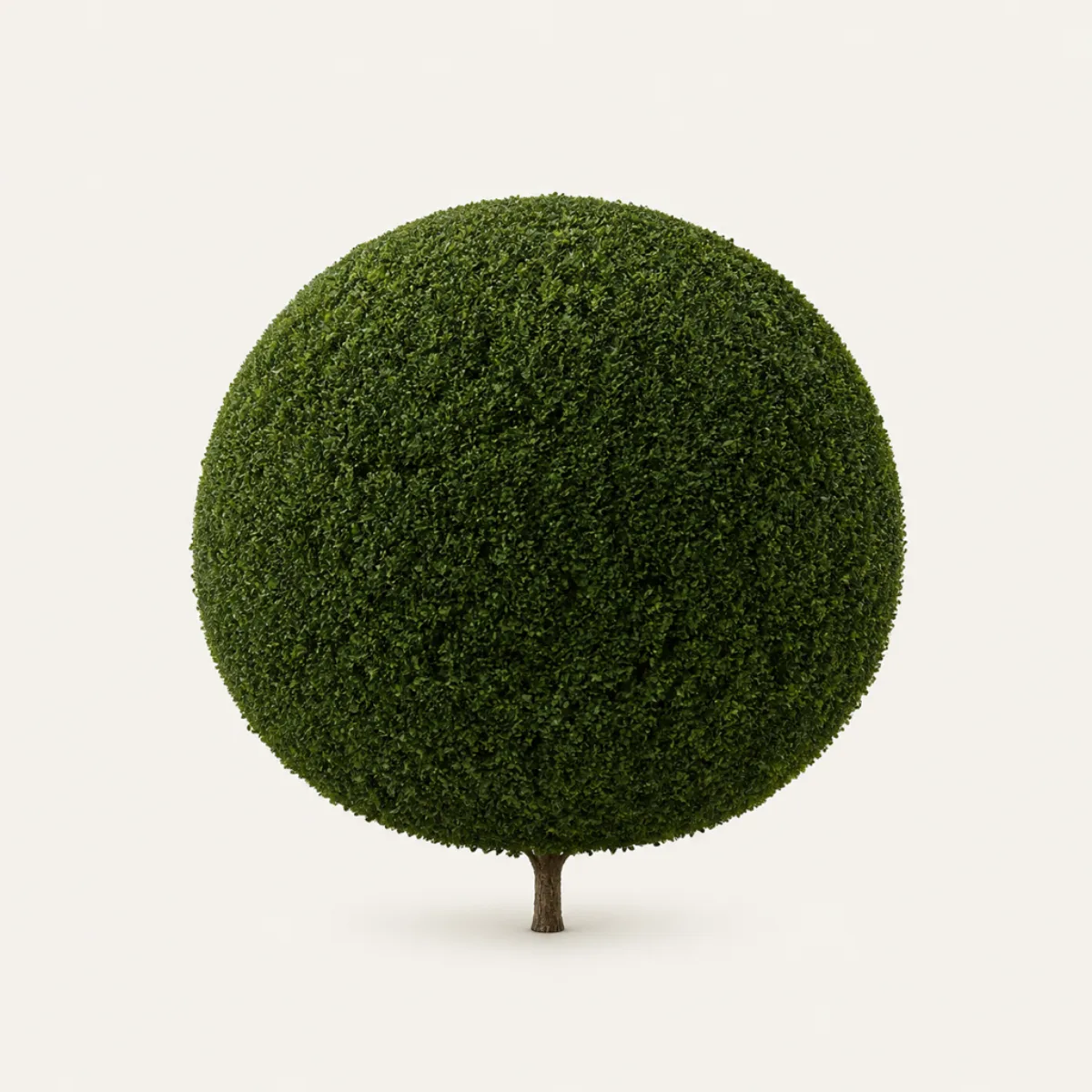 Boxwood look, the real-world character this definition is written to capture