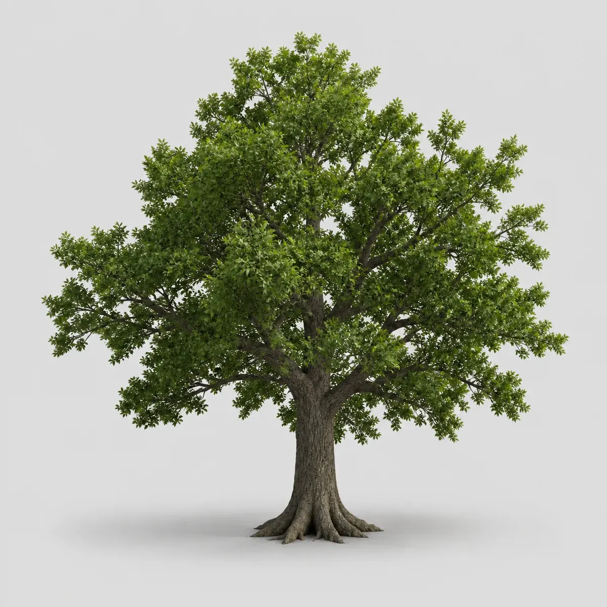 Broadleaf oak 2, the real-world character this definition is written to capture
