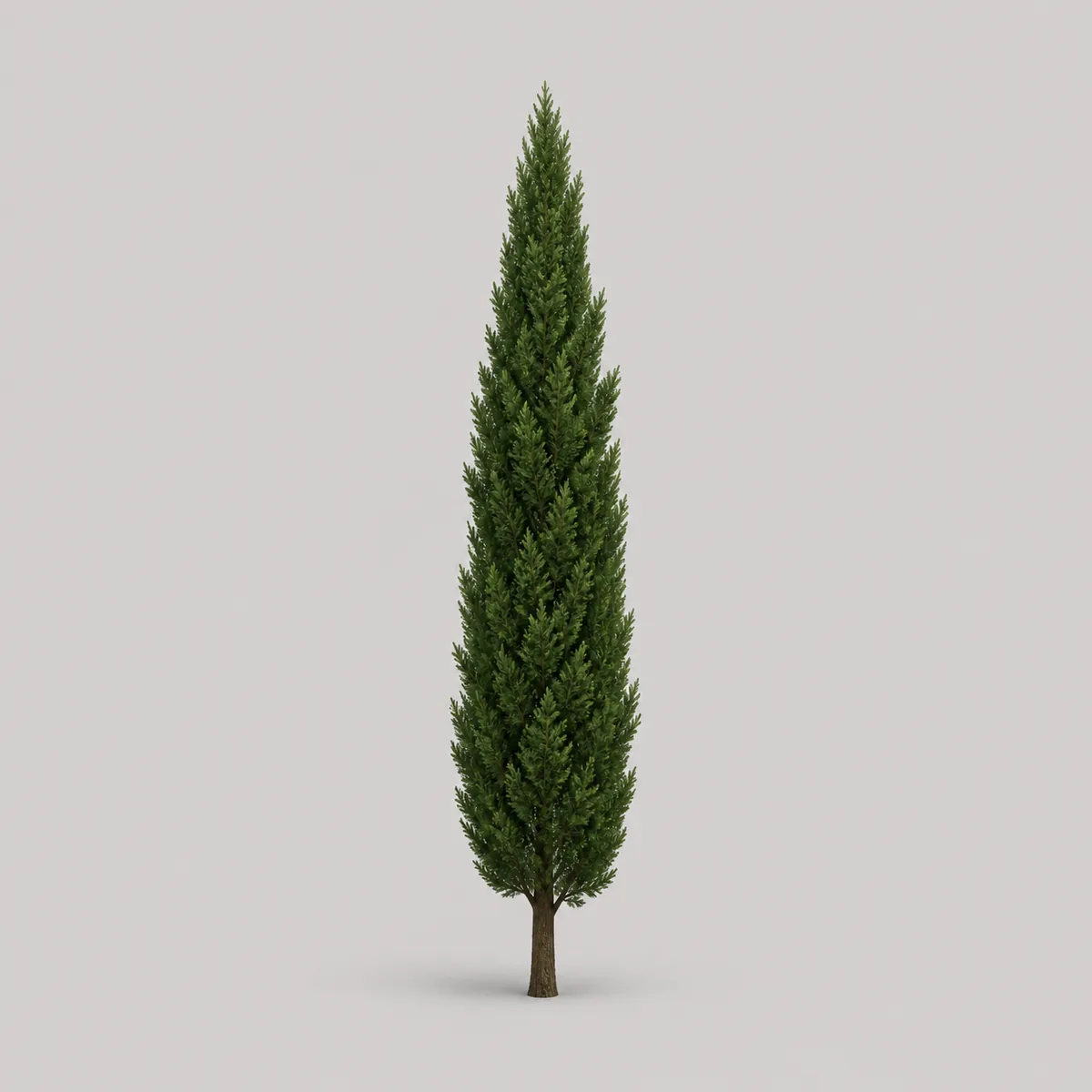 Columnar pine 2, the real-world character this definition is written to capture