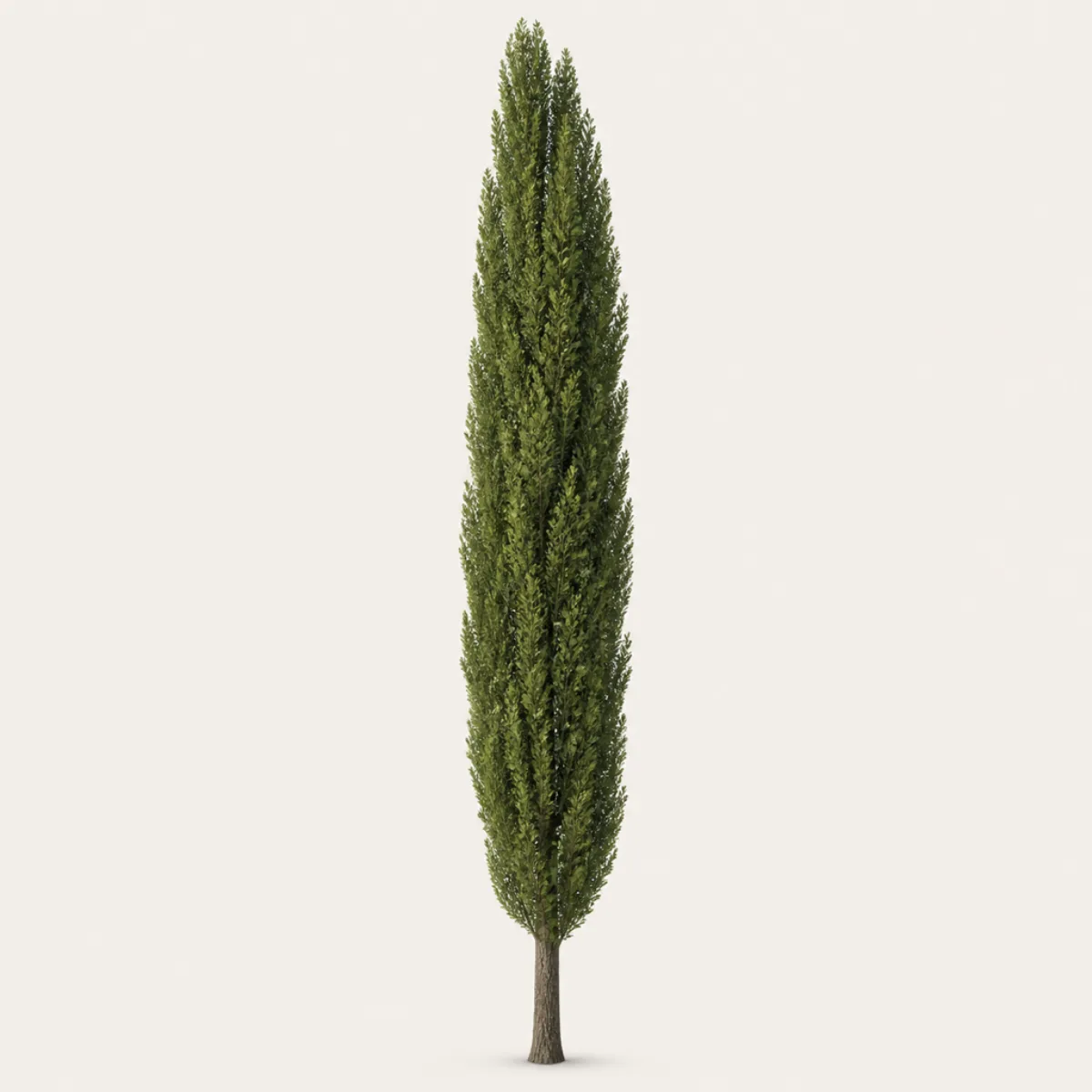 Fastigiate poplar, the real-world character this definition is written to capture