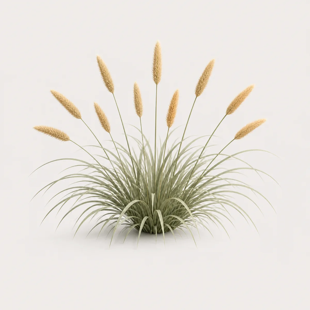Fountain grass tuft, the real-world character this definition is written to capture