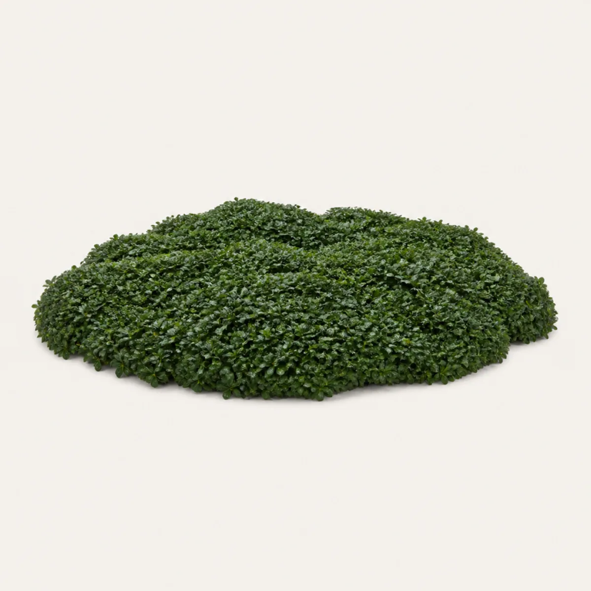 Ground cover, the real-world character this definition is written to capture