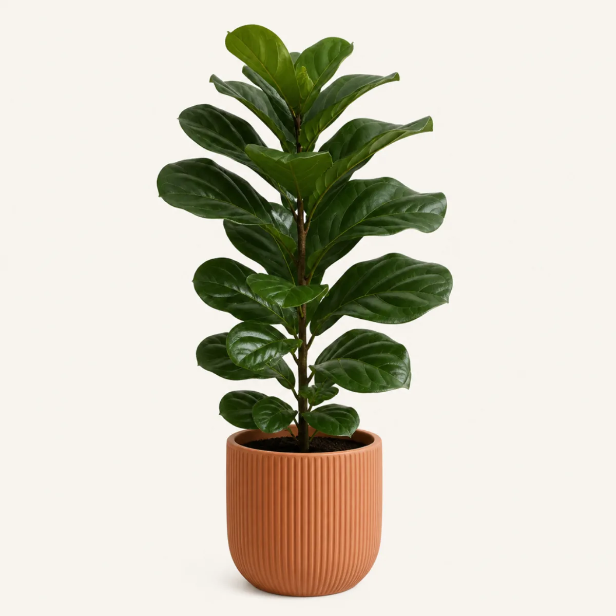 Interior plant, the real-world character this definition is written to capture