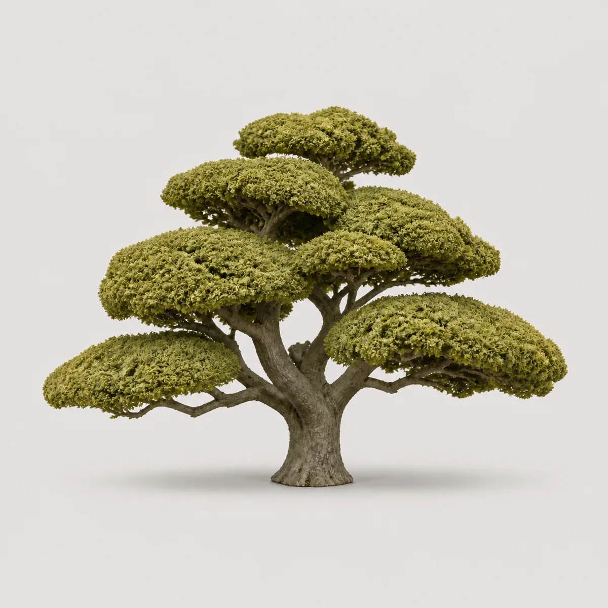 Layered canopy oak, the real-world character this definition is written to capture