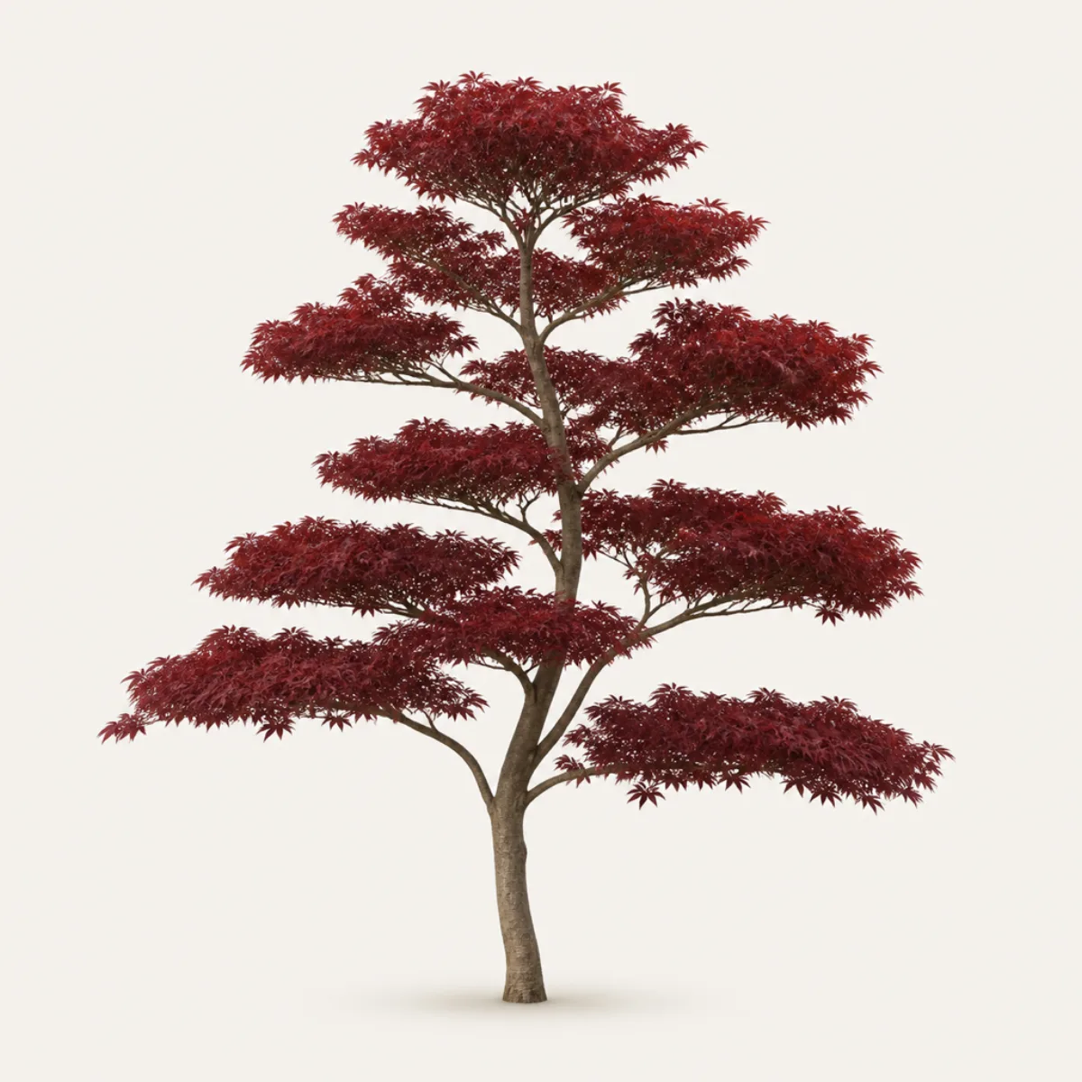 Maple look, the real-world character this definition is written to capture