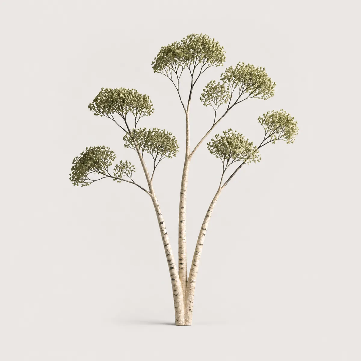 Multi stem birch 2, the real-world character this definition is written to capture