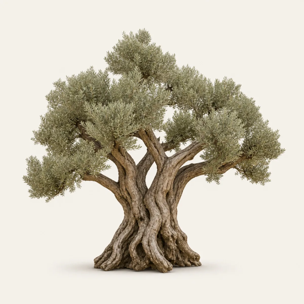 Olive look, the real-world character this definition is written to capture