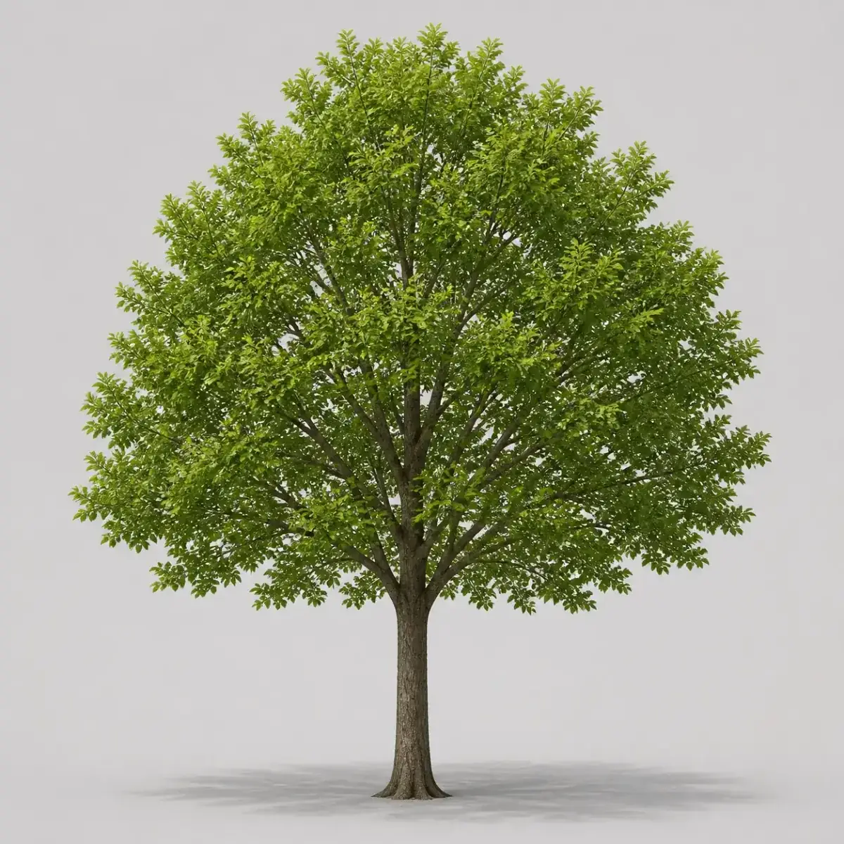 Plain round tree 2, the real-world character this definition is written to capture