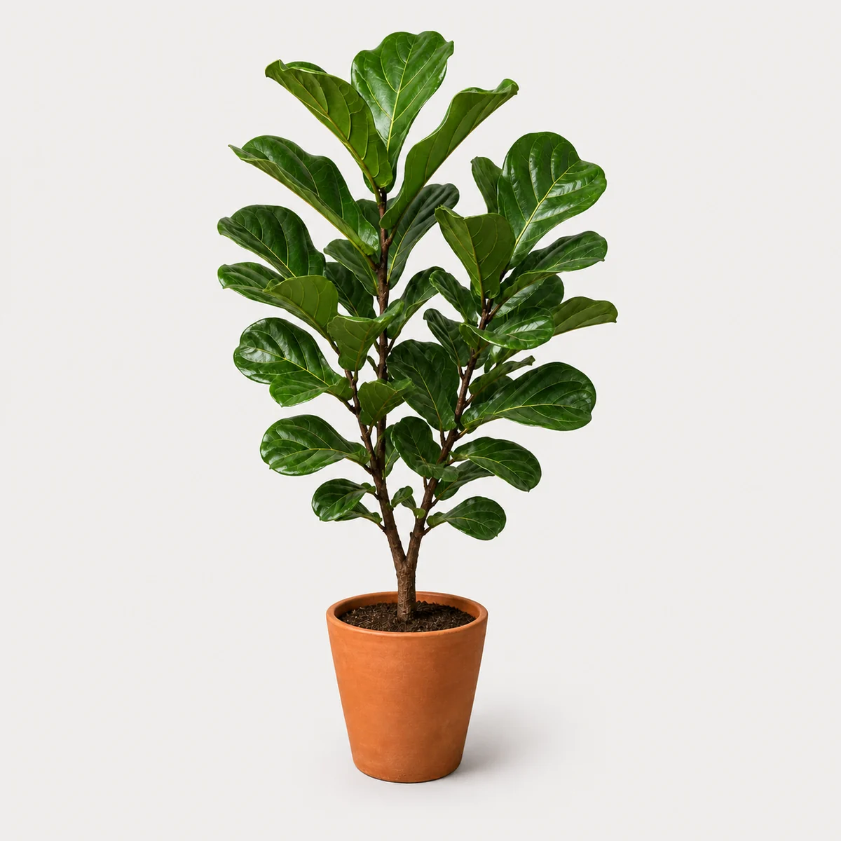 Potted fig 2, the real-world character this definition is written to capture
