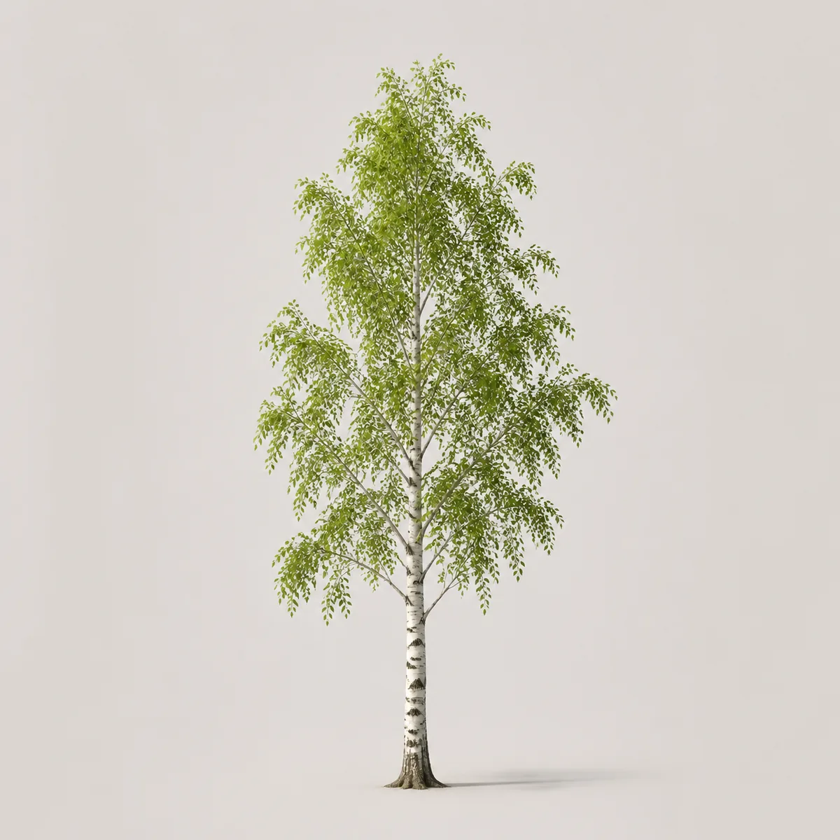 Slender birch 2, the real-world character this definition is written to capture